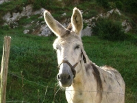 DSCF2292